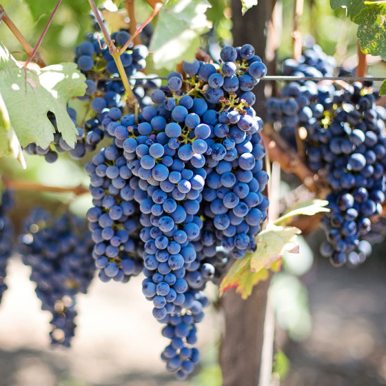 Pintura Resina Alimentaria para Cubas de Vino en Hormigón, Acero - REVEPOXY ALMACENAMIENTO VINO