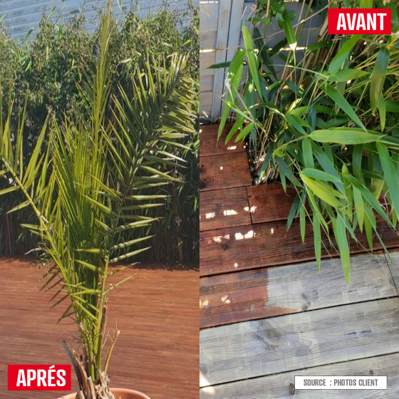 ARCAWOOD COLOR - 284 2.5 L (fino a 12.5 m²) Pino dell'Oregon - Tinta Arancione