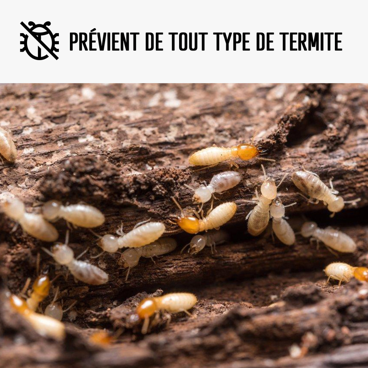 Traitement bois et termites Porto-Vecchio - SUD HYGIÈNE